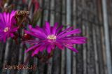 Una flor lila com Llunalila