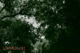 Sota el Bosc