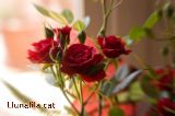 Rosa de Sant Jordi