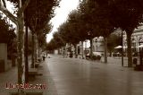 Els abres del Terrapl�