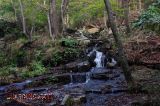 La vida natural a Santa Fe del Montseny La vida natural a Santa Fe del Montseny