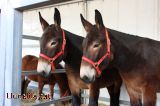 B�sties de Granja