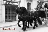 For�a Animal 