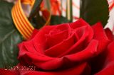 Roses i llibres, per Sant Jordi
