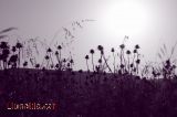 Vegetaci�